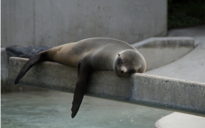 The Importance of Rest: Classical Musician Edition